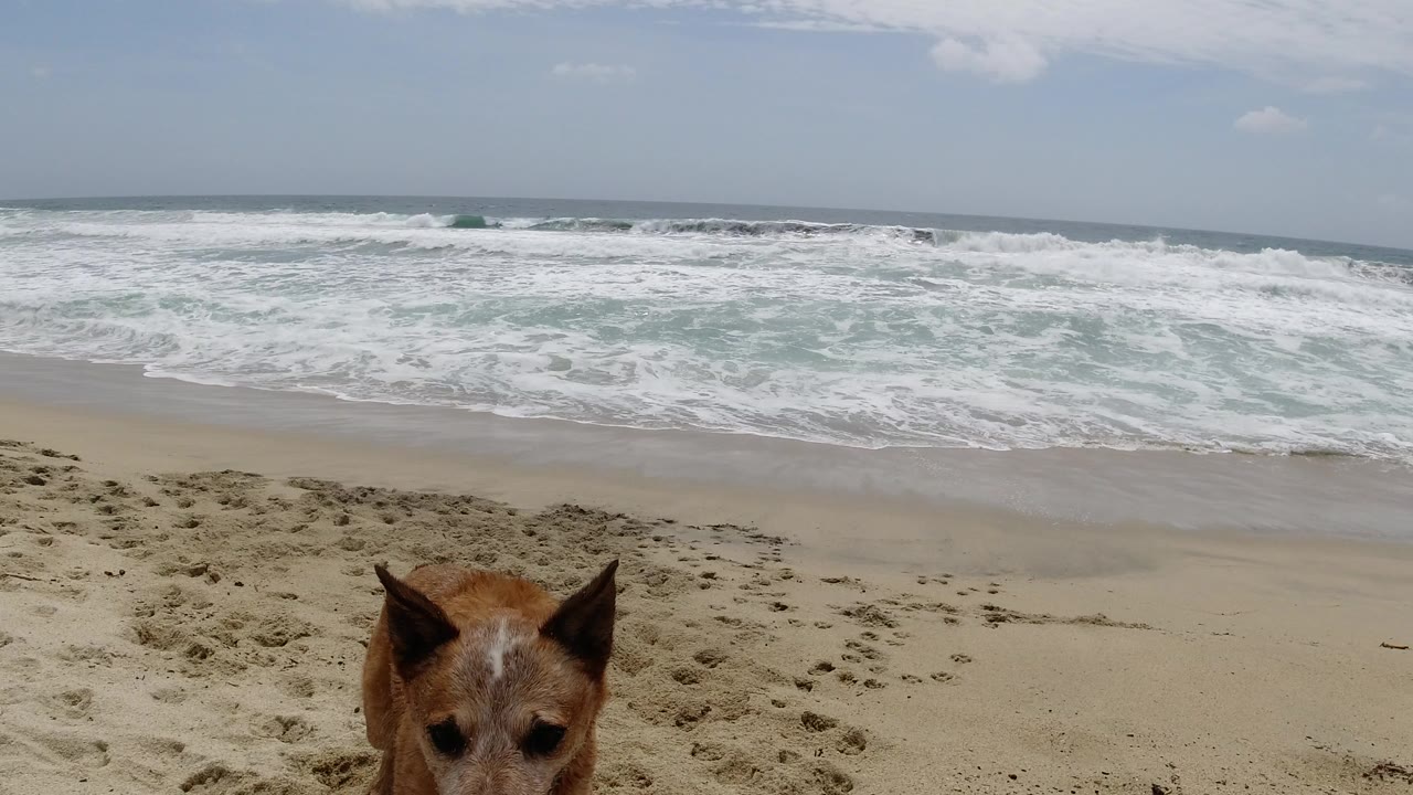 Tan dog partly cropped at the bottom of the frame on a Los Cabos, Mexico beach, with white surf and pale blue ocean behind it and no visible people.
