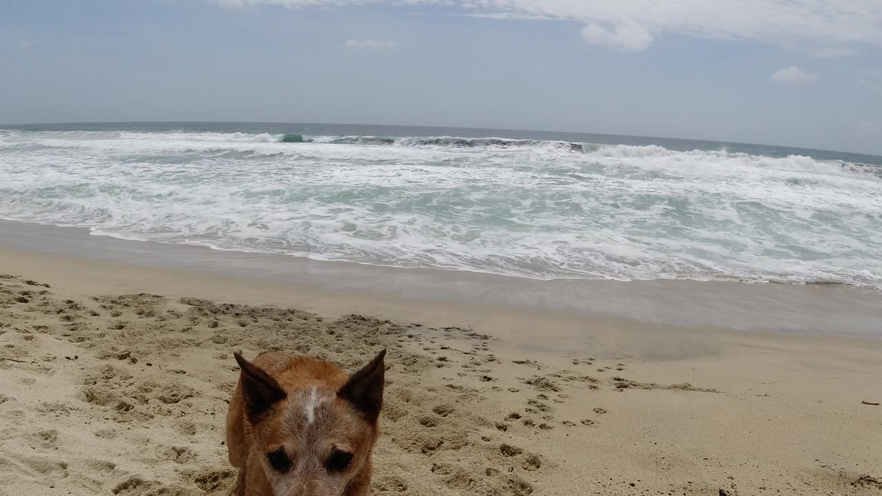 The dog remains close and partially cropped at the bottom of the Los Cabos beach frame, facing camera while foamy surf rolls across the background and no people are visible.