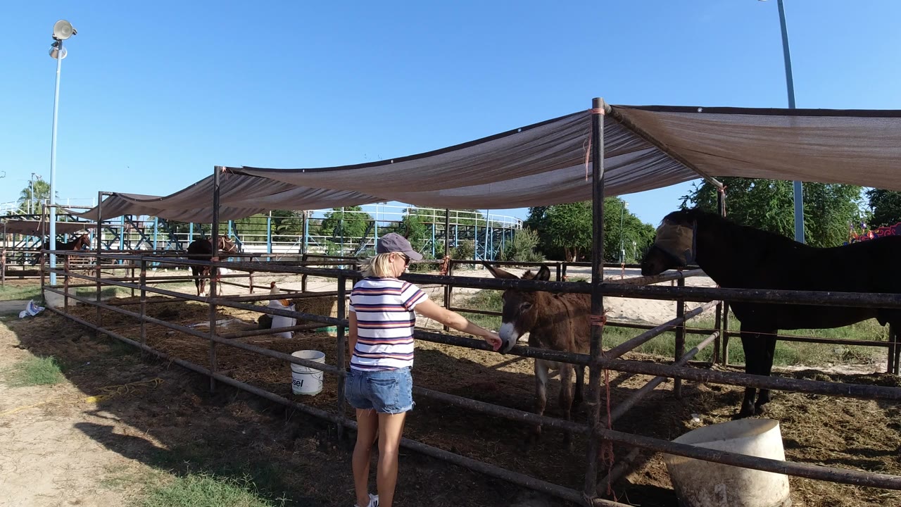 Woman reaching toward a donkey behind a metal pen fence.