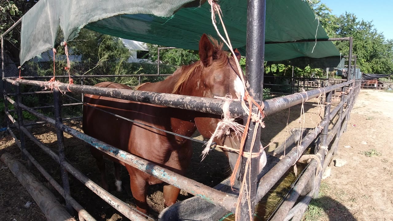 Chestnut horse stands behind weathered metal rails in a shaded enclosure in Los Cabos, Mexico, with rope ties in the foreground and no visible people.