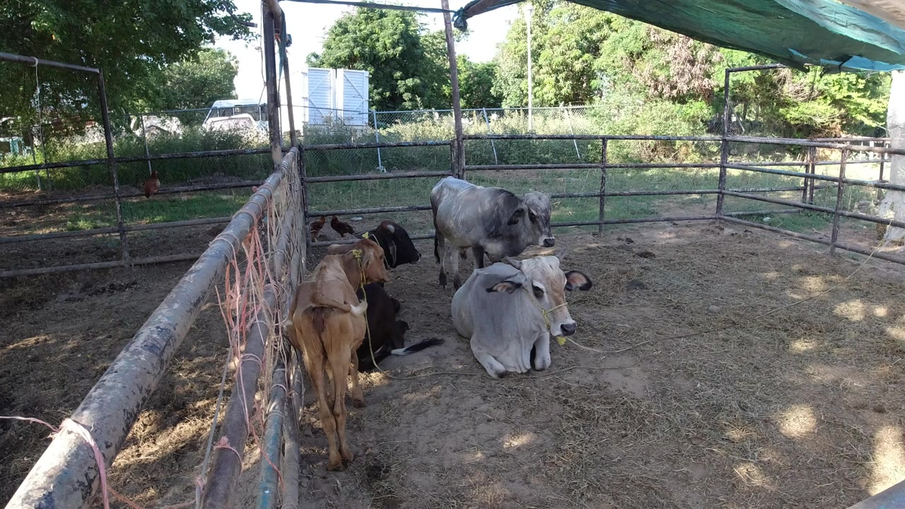 A group of cows stands and rests inside a shaded dirt pen in Los Cabos, Mexico, with a light-gray cow sitting near center and no visible people.