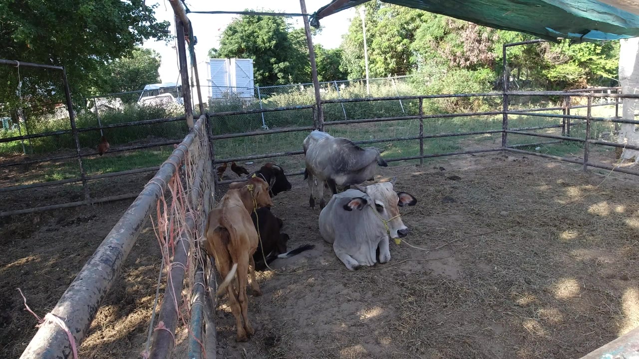 Cattle resting beside metal fencing