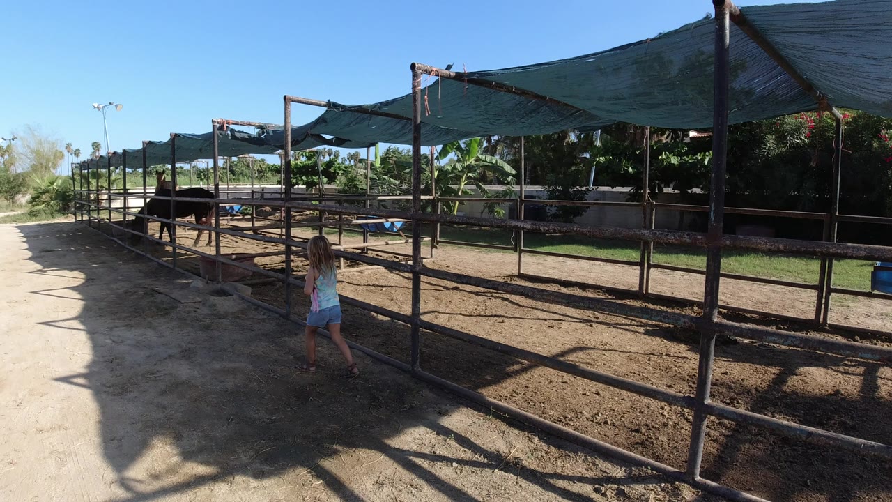 Young girl beside horse pens under shade cloth