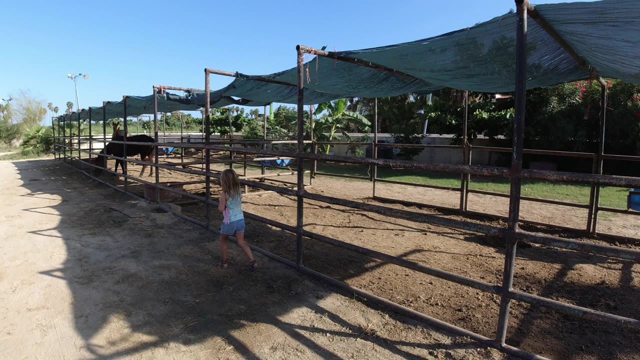 The girl walks along the pen rail in Los Cabos while horses remain under the shade canopy and the pale ranch path runs along the left side of frame.