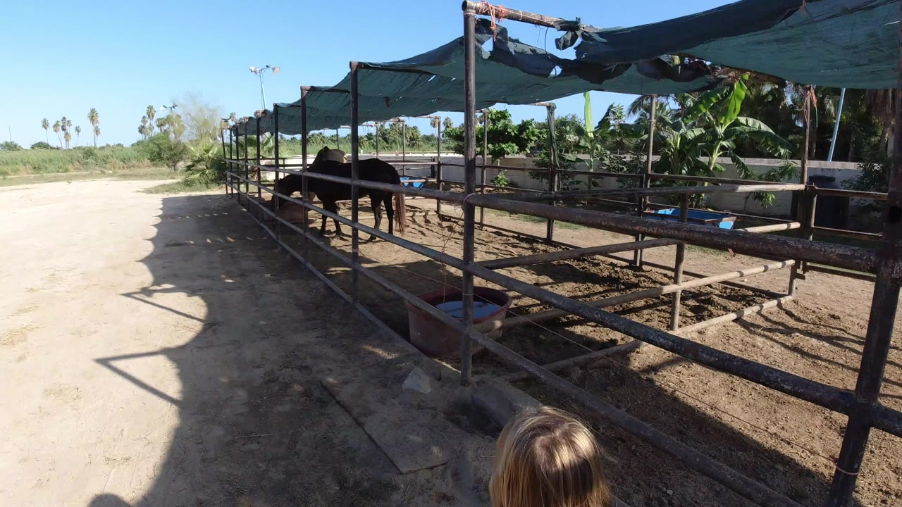 Horses in a shaded outdoor stable beside a sandy path.
