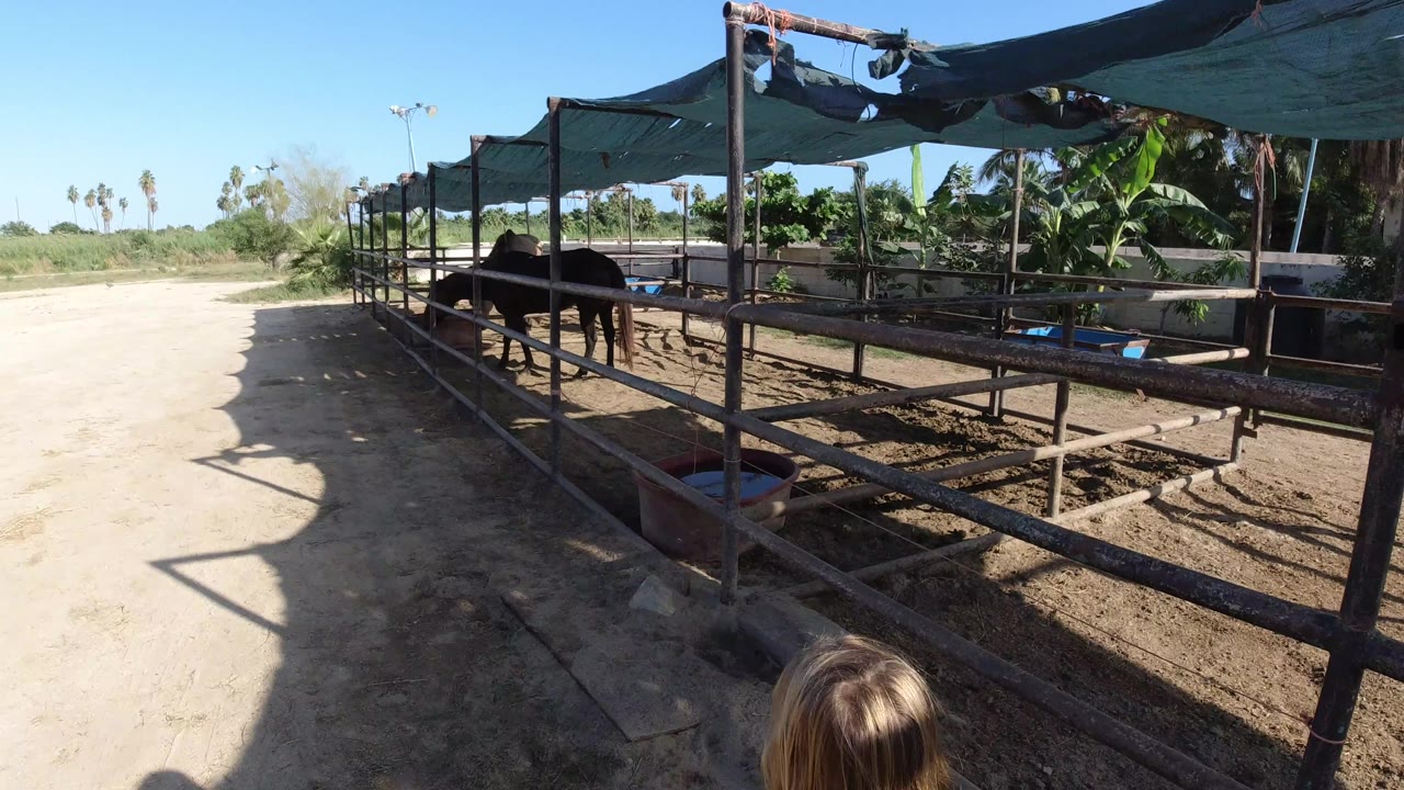 Dark horses stand in a pipe-rail pen under torn shade cloth in Los Cabos, Mexico, with a sandy walkway at left, palms beyond the stable, and a partial child head near the lower frame edge.