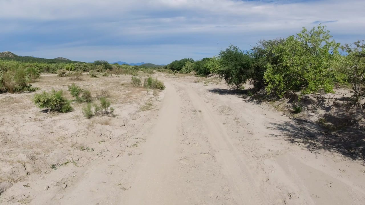 Desert road curving past dense roadside bushes.