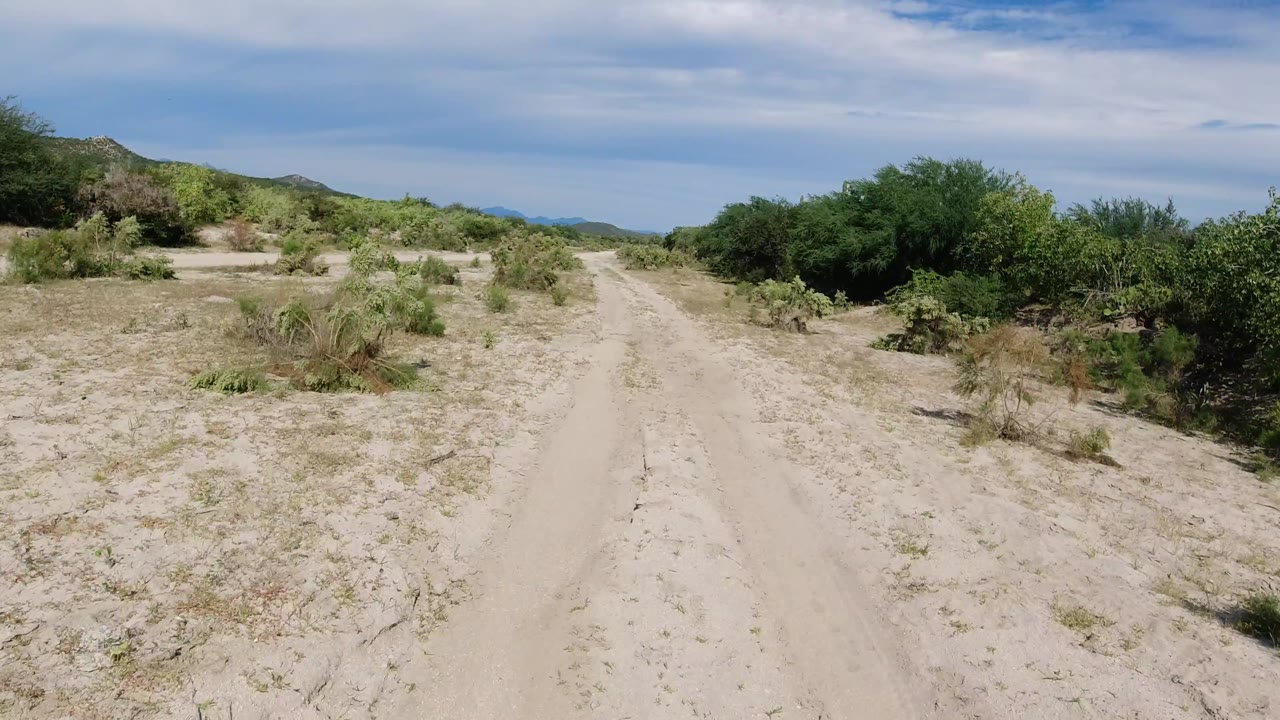 Desert track curving past scrub and cactus in bright daylight.