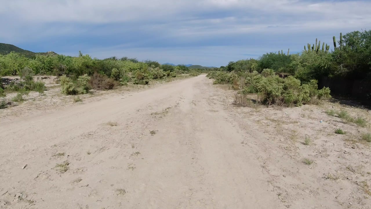 The Los Cabos dirt road stays centered as dense green bushes and cactus crowd the right side, with a blue-gray cloud band above and no visible people.