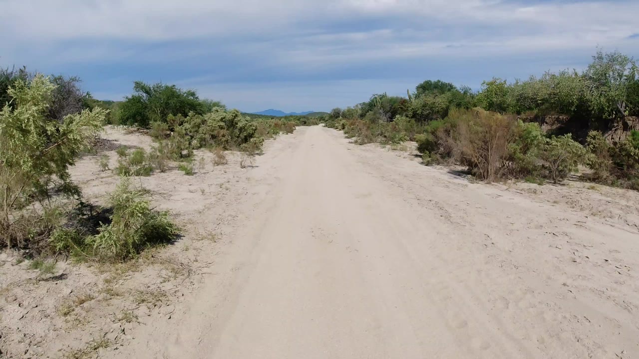 Wide view of a pale sandy road in Los Cabos, Mexico, bordered by green desert shrubs with low hills in the distance and no visible people.