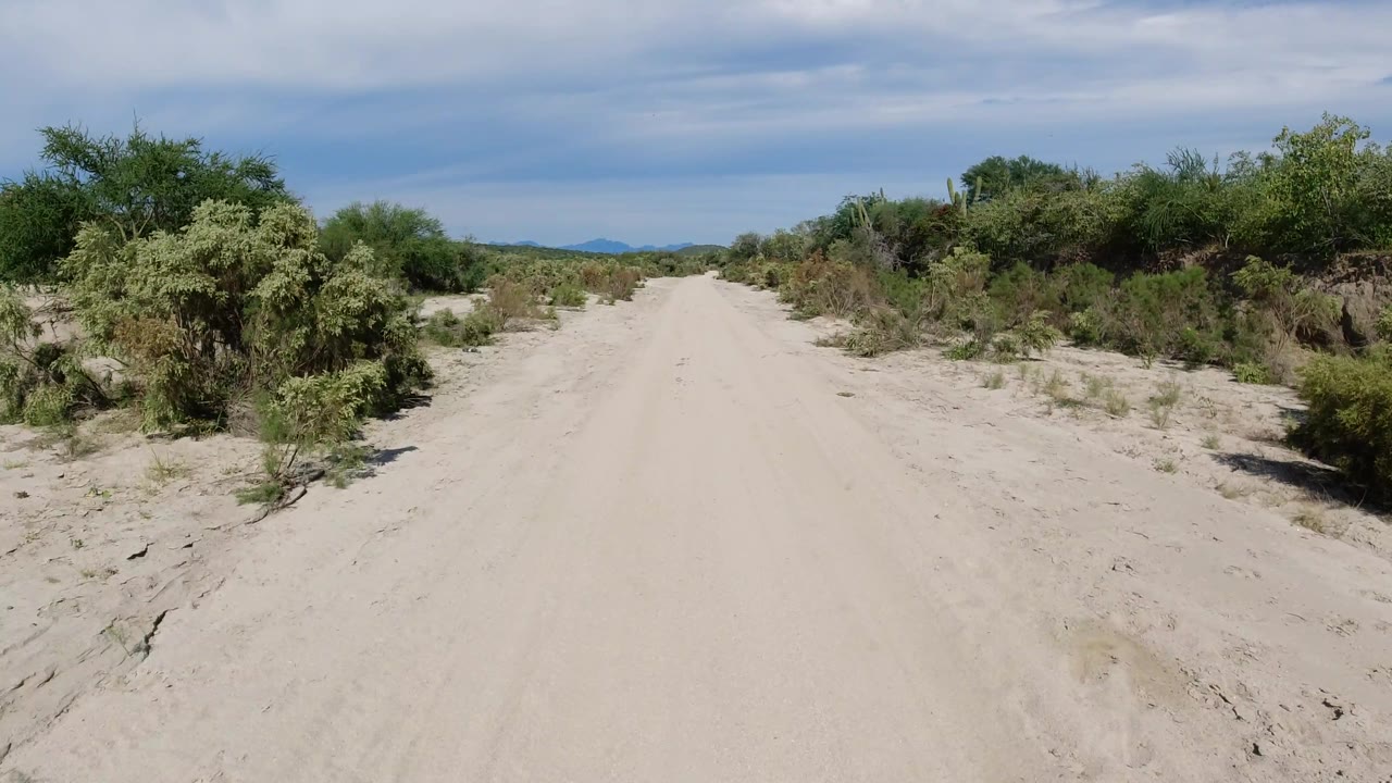 Pale dirt road through dense roadside desert vegetation