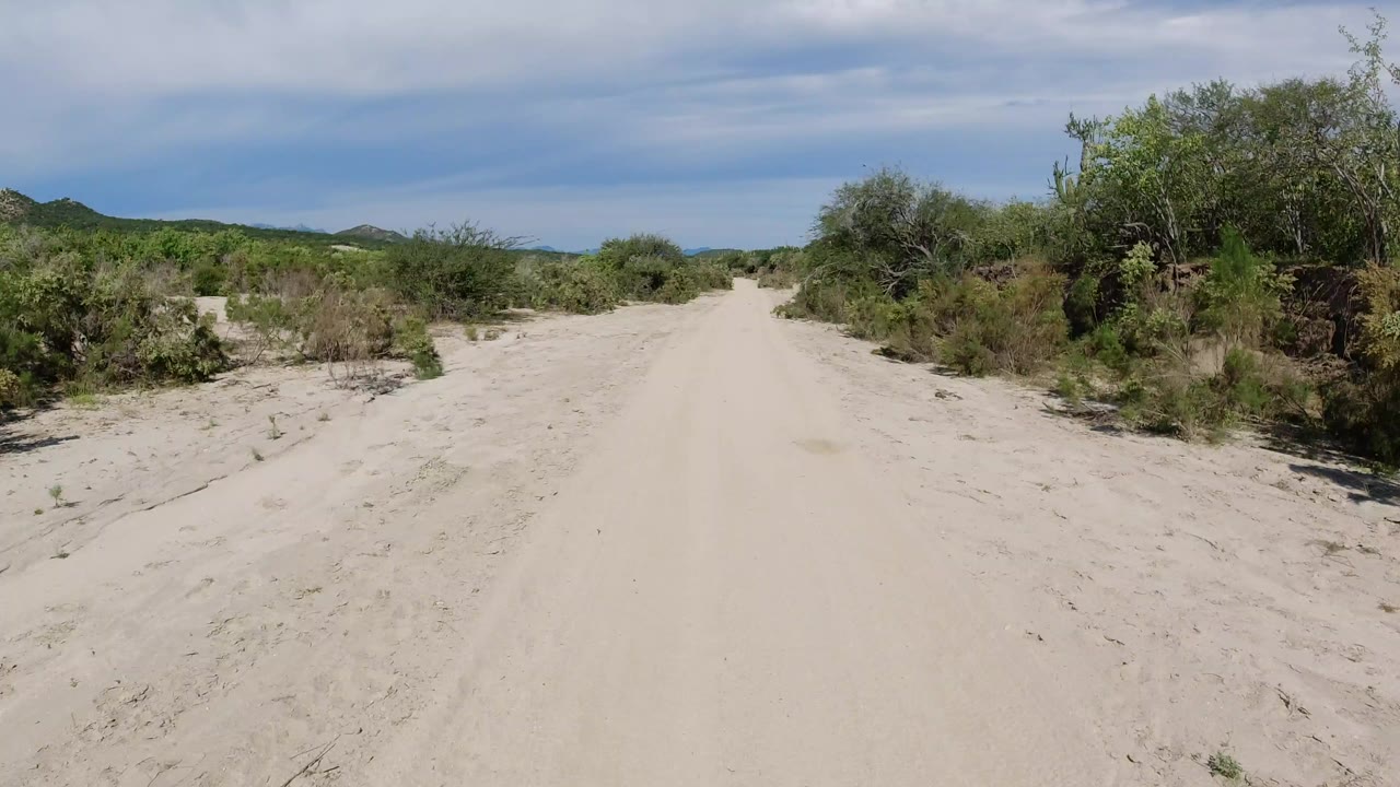 Sandy desert road bordered by low shrubs under blue sky.