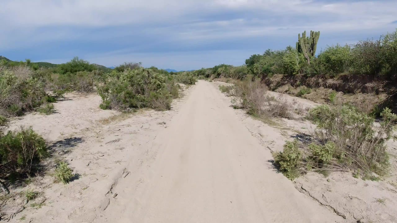 A sandy dirt road in Los Cabos, Mexico runs forward between low desert shrubs, with a tall cactus on the right and no visible people.