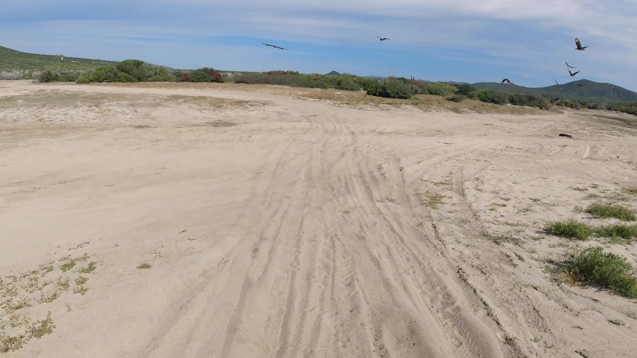 Wider sandy clearing with vehicle tracks and birds near distant hills.