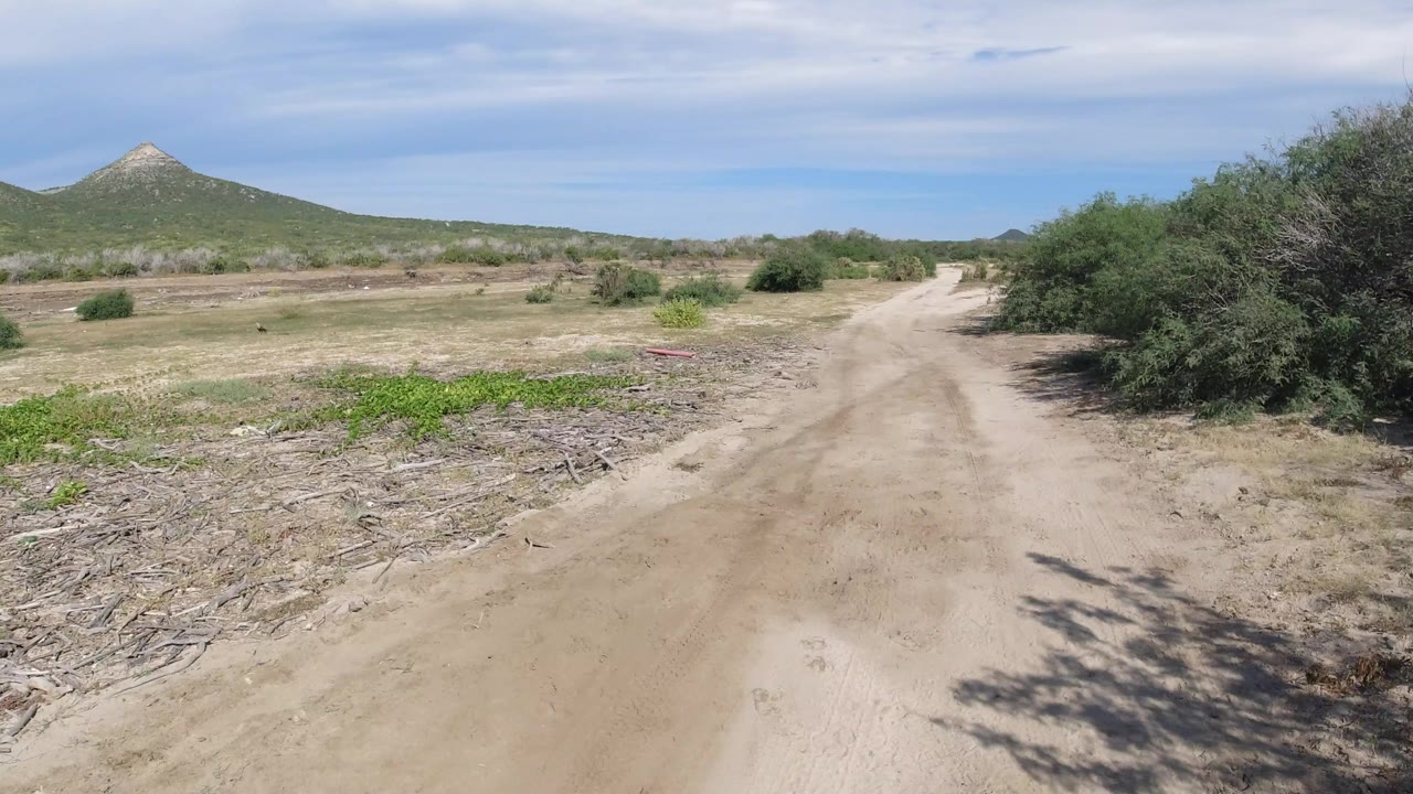 A pale dirt track in Los Cabos, Mexico approaches a fork beside dense green shrubs and dry open ground, with no visible people.