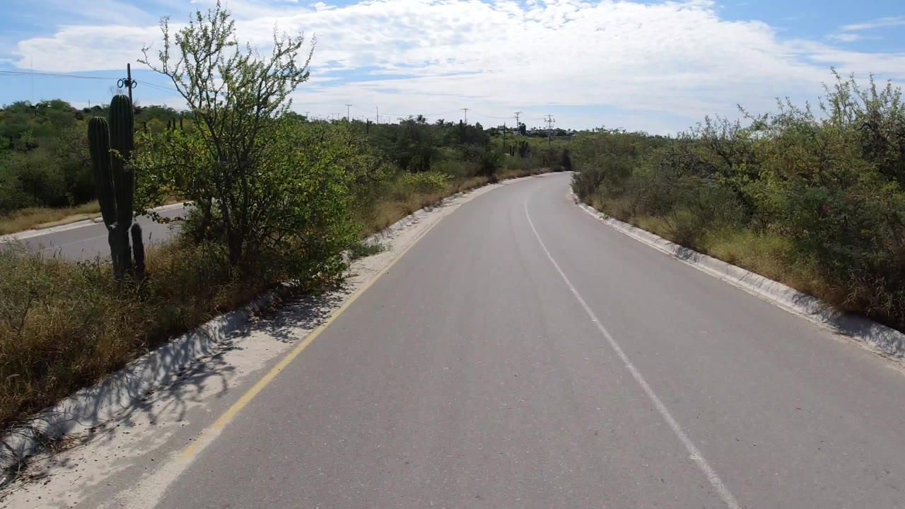 Curving paved road beside desert brush and tall cactus.