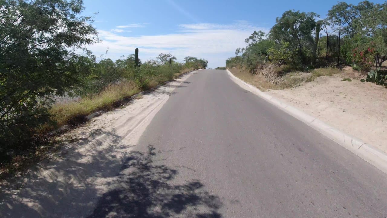 The road continues through Los Cabos, Mexico, with low scrub, taller trees, pale curbs, a clear horizon, and no visible people.