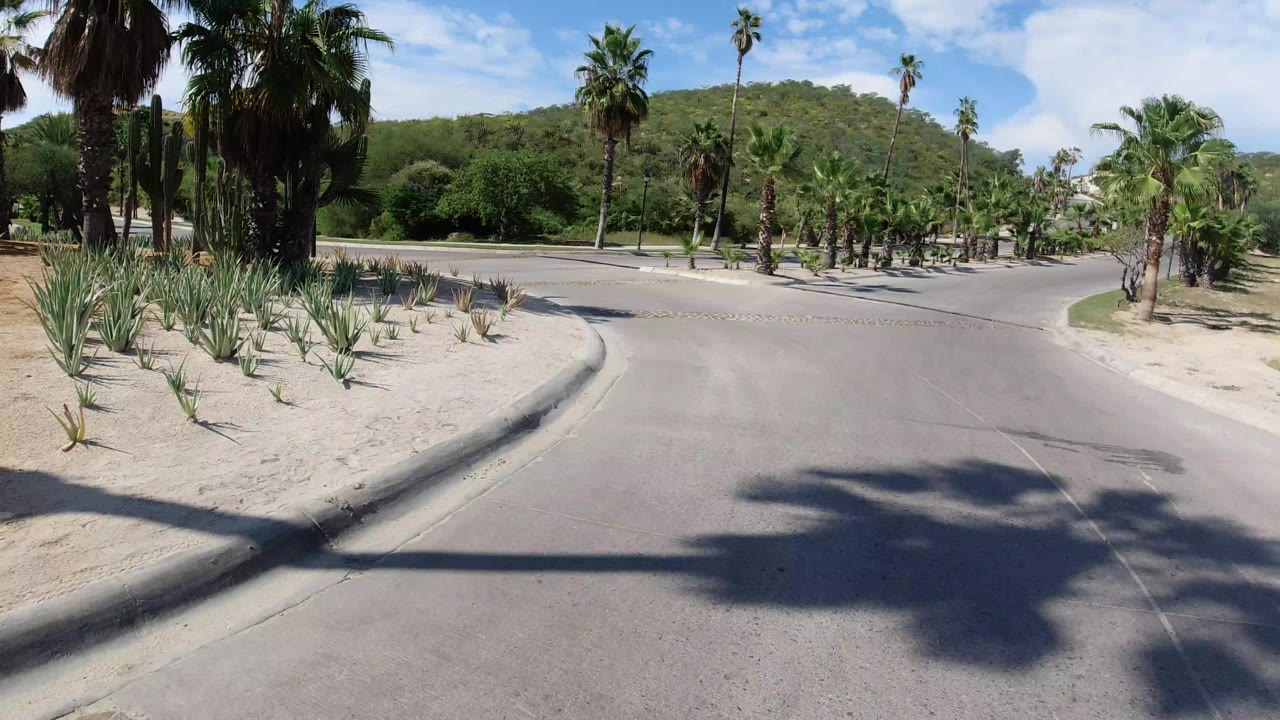Paved road curving past palms and desert planting
