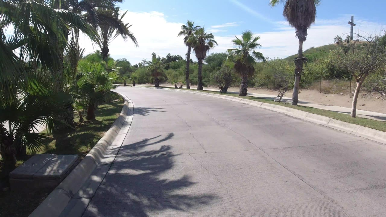 Elevated Los Cabos road view with a broad curve, palm trunks along both sides, low scrub beyond the curb, and no visible people.
