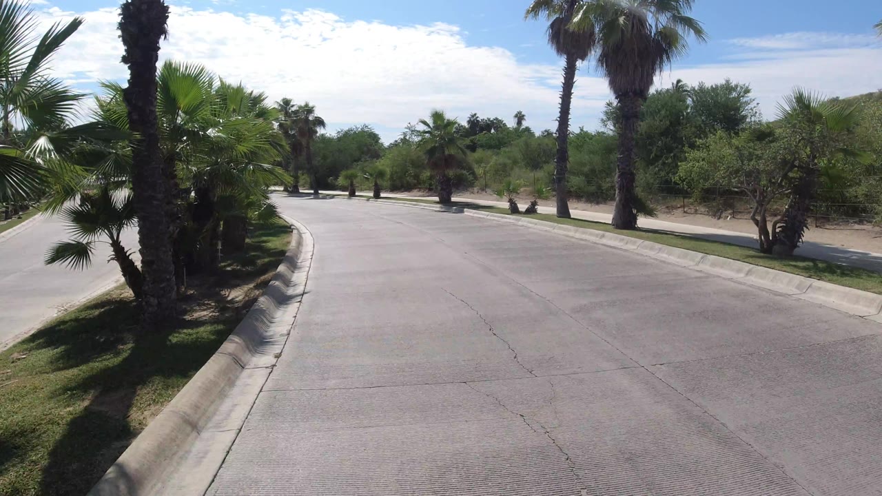 Empty road beside palms under a bright sky.