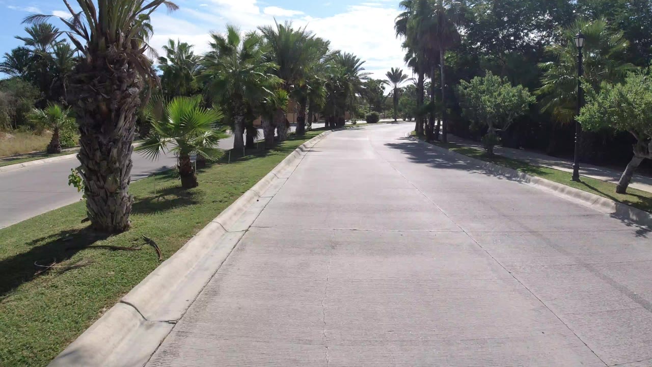 Palm-lined divided road under bright sun