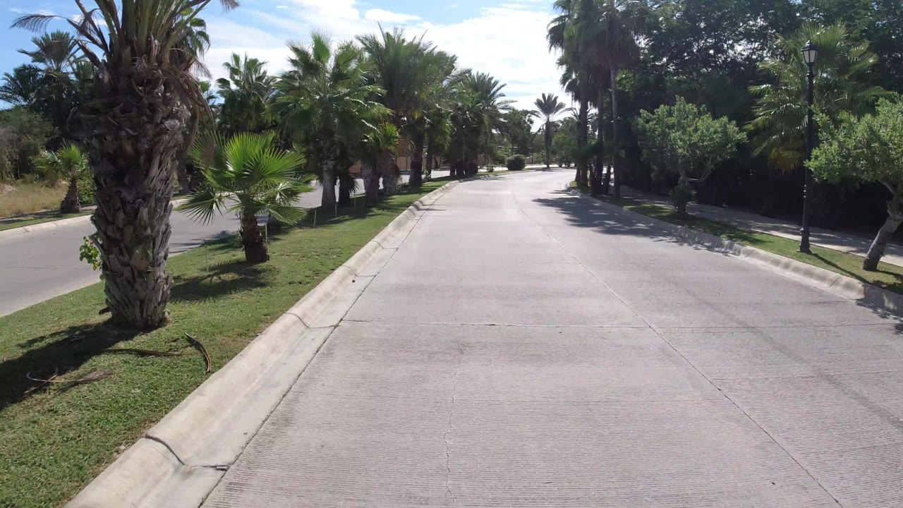 The road continues straight through landscaped palms in Los Cabos, Mexico, with a large palm trunk near the left foreground and no visible people.