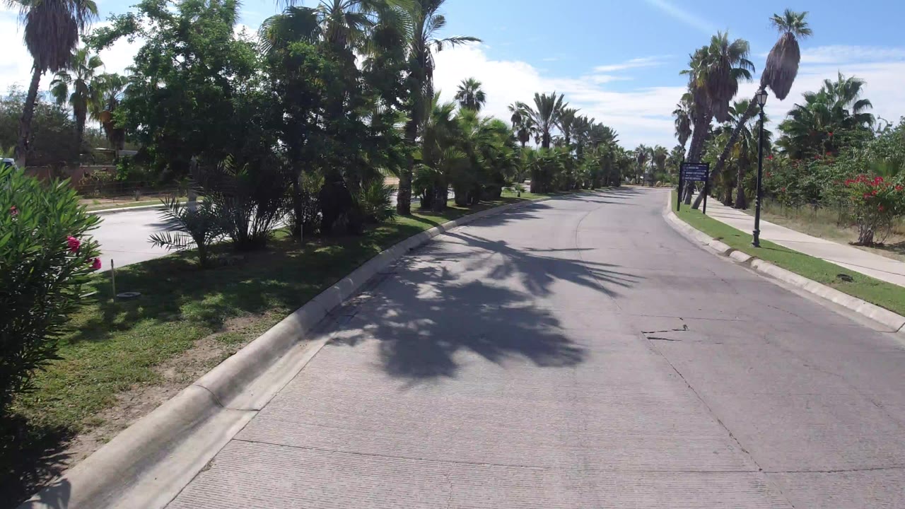 Palm-lined paved road under bright sun