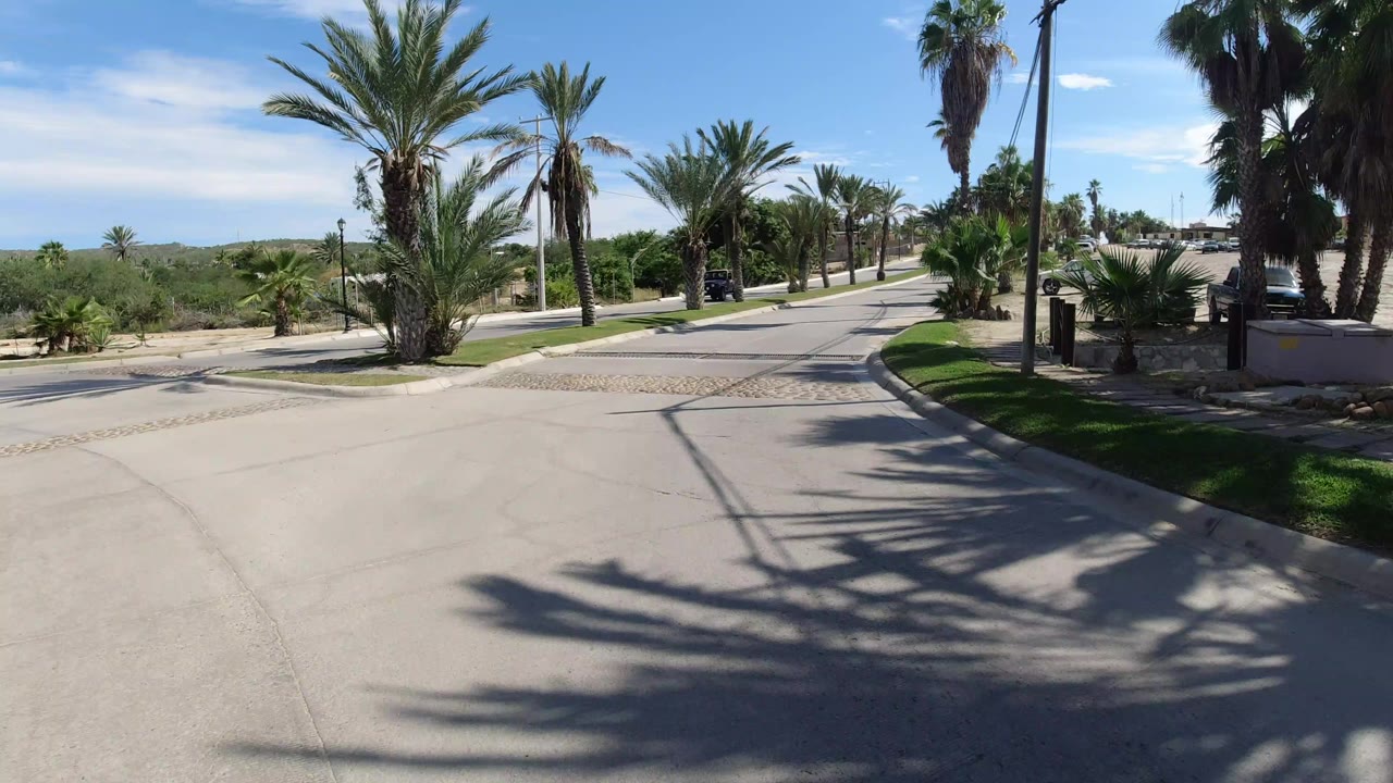 Palm-lined paved road with landscaped grass and bright sun.