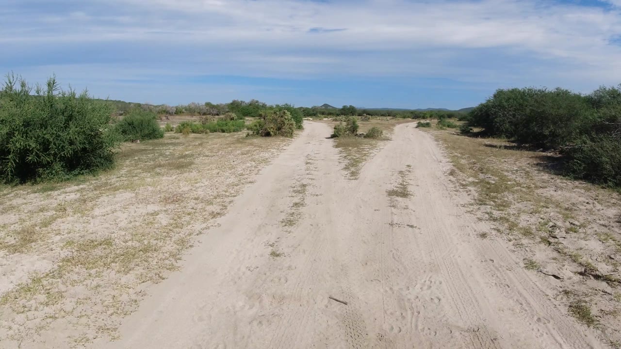 Forking sandy road through green desert shrubs.