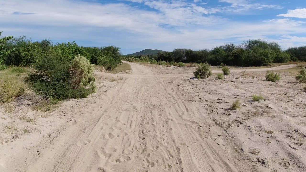The road continues straight through Los Cabos scrubland, with a bush close to the left foreground and low hills visible ahead, with no visible people.
