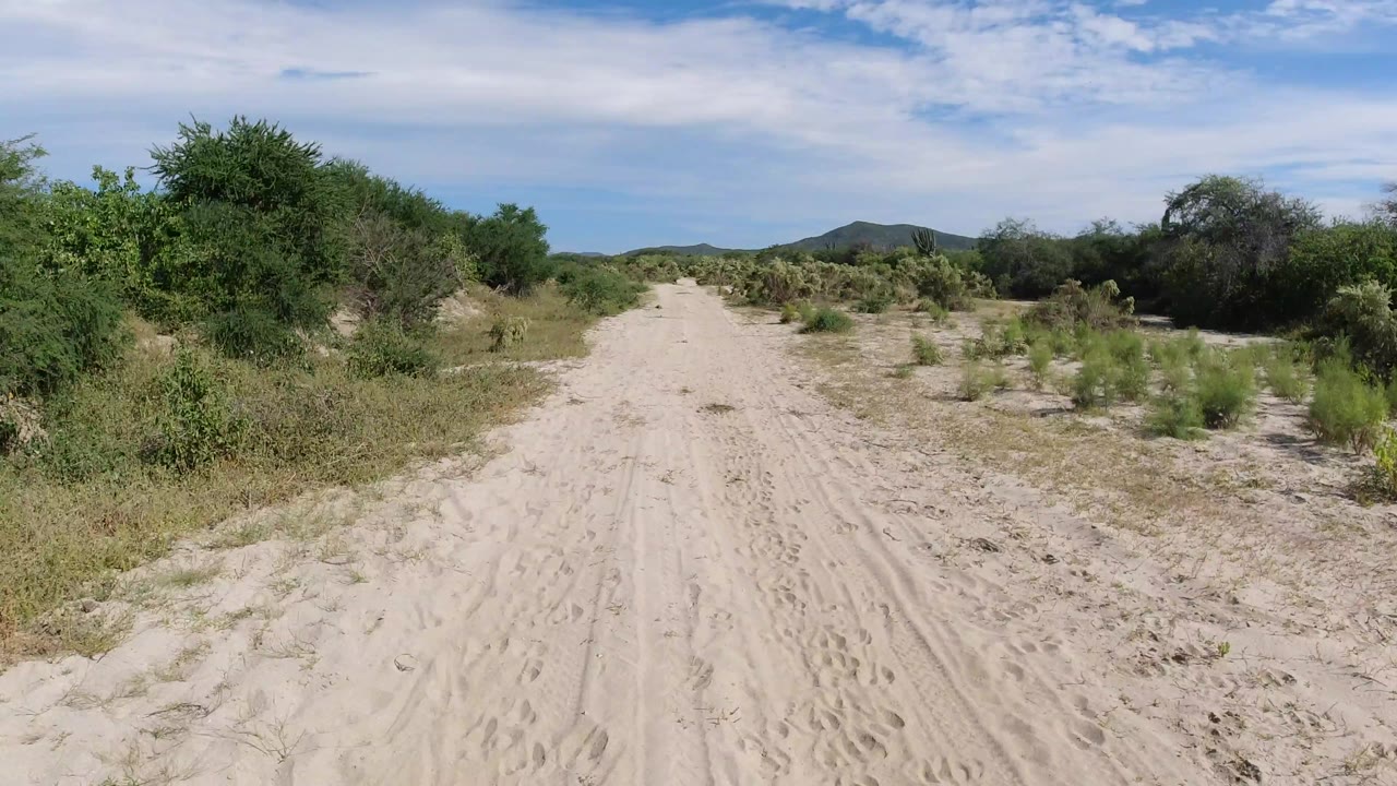 The Los Cabos desert road stays centered between thicker green brush, with a low hill on the horizon, thin white clouds, and no visible people.