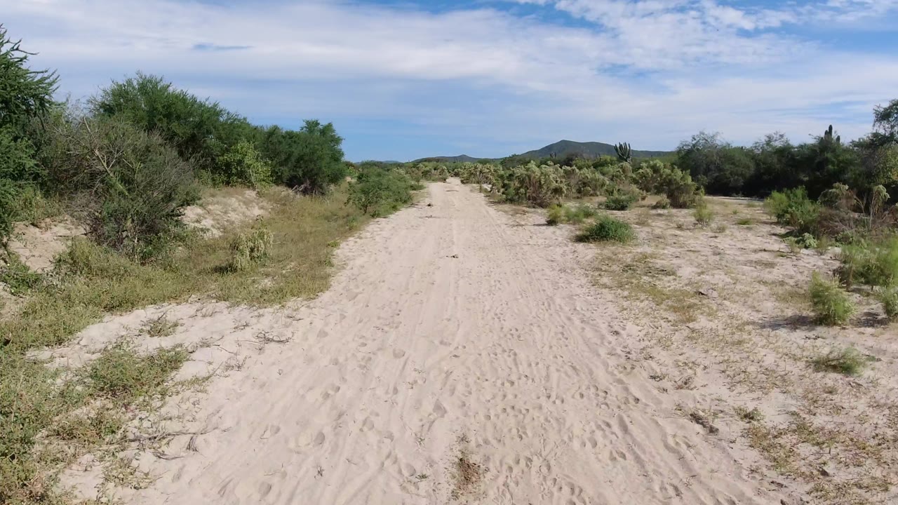 Sandy road curving slightly through scrub with cactus visible at the right edge.