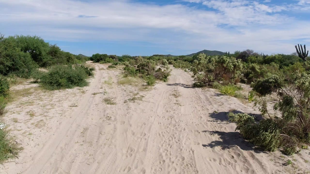 Wide view of a sandy desert road in Los Cabos, Mexico, bordered by green shrubs and cactus-like plants, with low hills in the distance and no visible people.