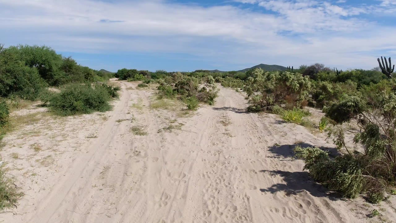 The Los Cabos dirt road stays centered between low scrub, with rutted sand in the foreground, scattered cactus-like plants, distant hills, and no visible people.