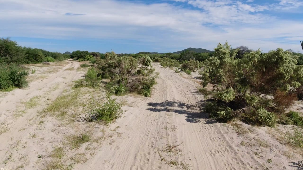 Forked sandy path beside bushes and cactus-like plants