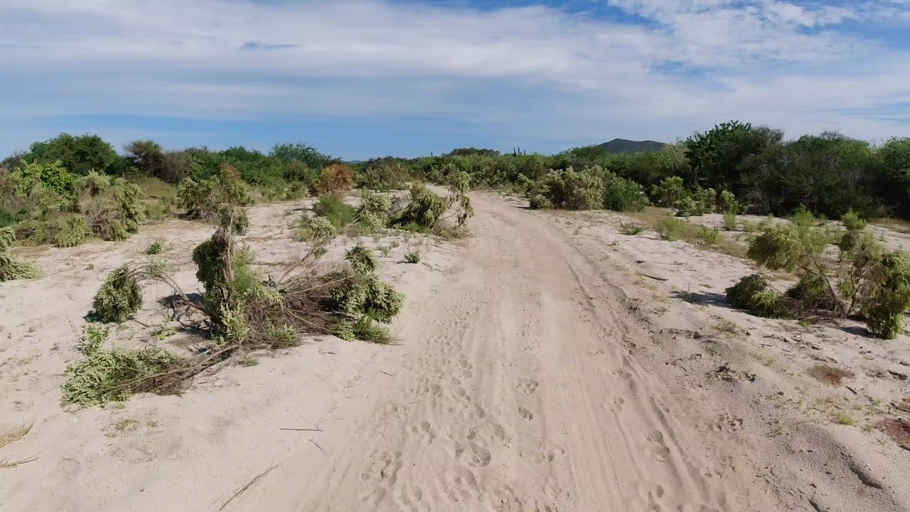 Opening view of a sandy dirt road in Los Cabos, Mexico, bordered by low green shrubs and cactus-like plants under bright sky, with no visible people.