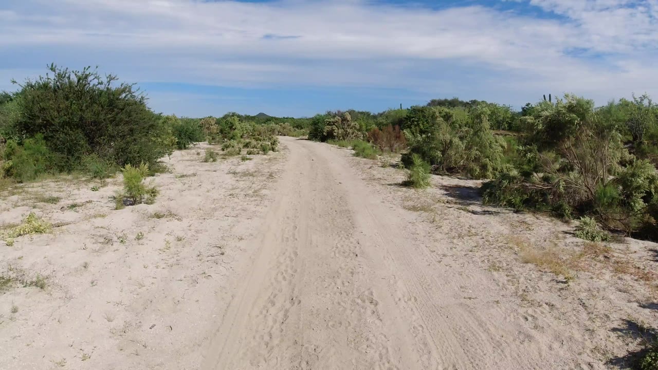 A pale dirt track continues through Los Cabos desert brush, with taller shrubs on the right side and open sandy ground on the left, with no visible people.