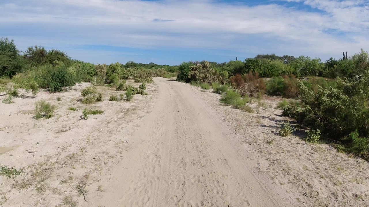 Curving sandy road with dense roadside vegetation.