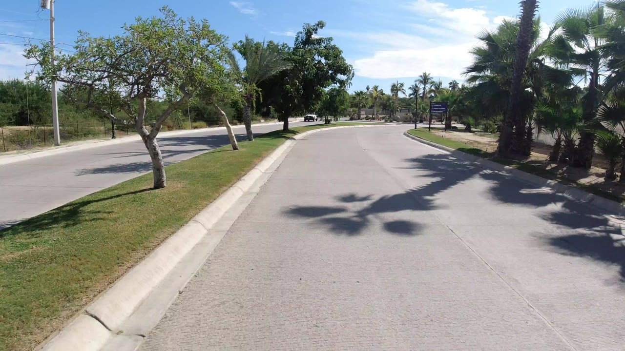 Palm-lined paved road with curbs and bright sky