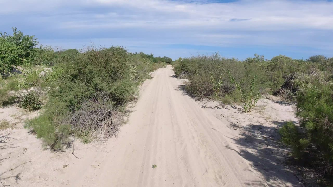 Dusty road curving slightly through arid shrubs.