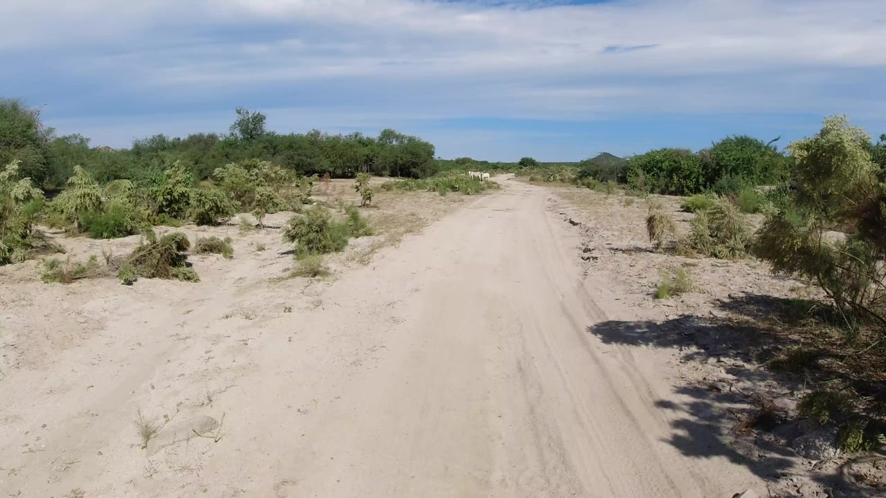 A sandy dirt path in Los Cabos runs through dry green shrubs beneath a blue sky with thin clouds, with no visible people.