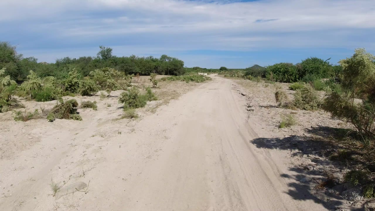 The Los Cabos dirt track continues ahead past low brush, with a larger shrub casting shade beside the sandy road and no visible people.