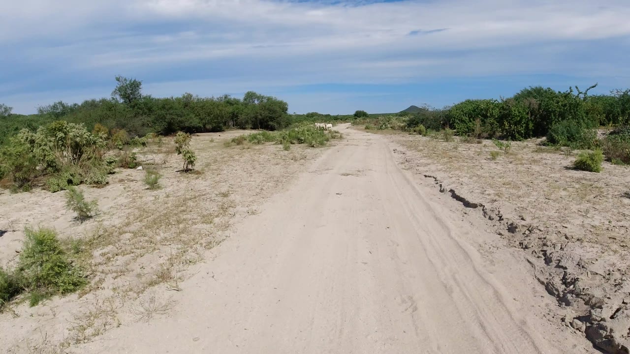 Pale dirt path with shrubs and a shallow eroded edge on the right.