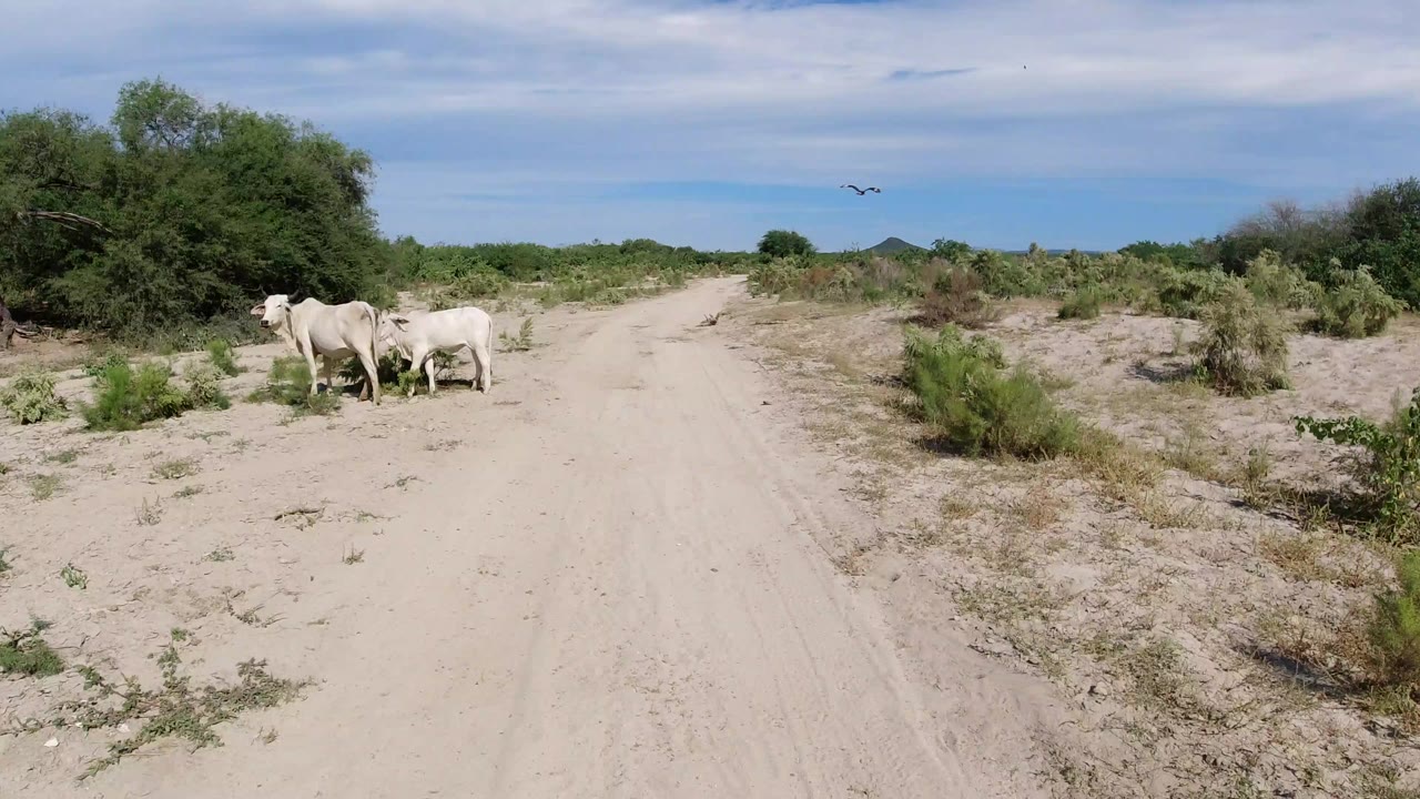 White cows stand near the left side of a sandy rural road in Los Cabos, Mexico, with green brush, small trees, distant low hills, blue sky, and no visible people.