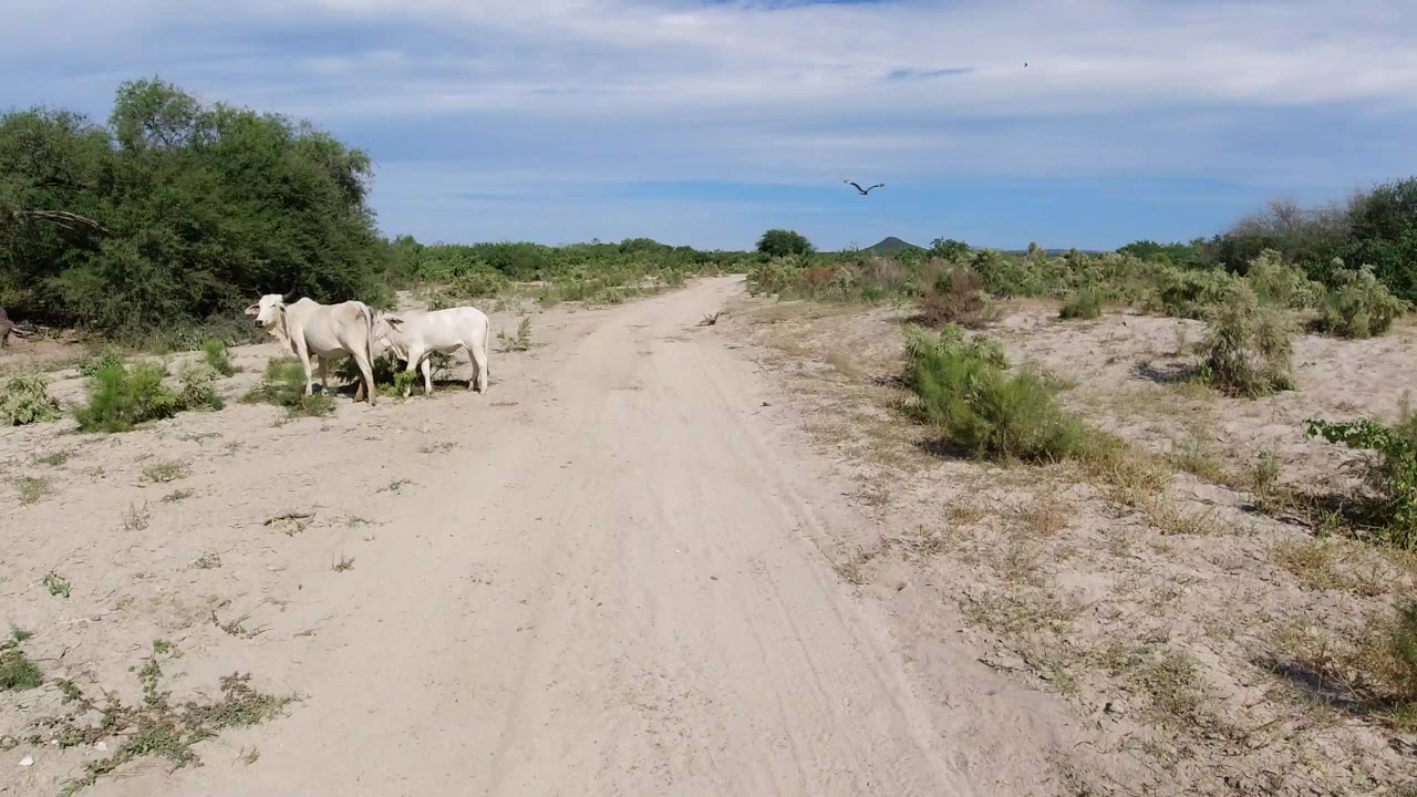 A small group of white cows remains near roadside brush in Los Cabos, Mexico, while the sandy road runs forward through open scrub with no visible people.