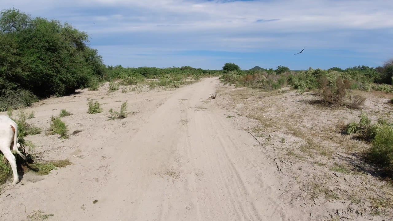 Single white cow at the edge of brush beside a sandy road.