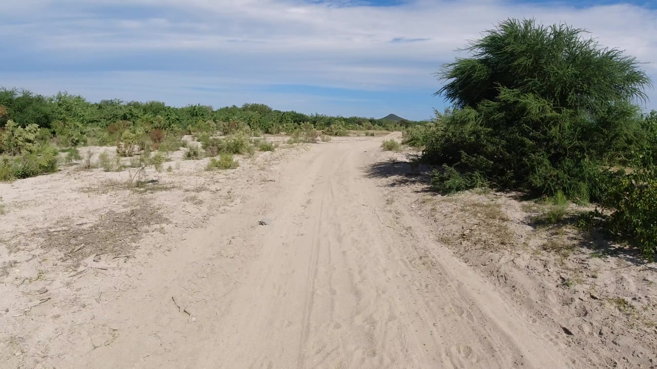 Sandy road with a broad bush casting shade on the right edge.