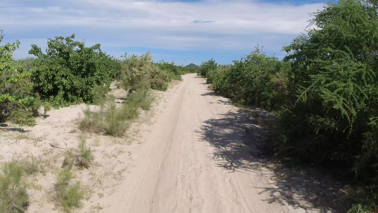 A pale sandy road in Los Cabos, Mexico runs forward between dense green desert shrubs under thin clouds, with no visible people.