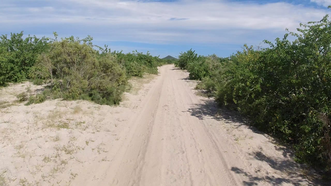 Desert road beside thicker green brush and pale sand.
