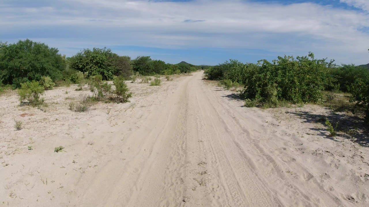 A slightly later view along the Los Cabos backroad shows denser shrubs on both sides, pale sand in the foreground, and no visible people.